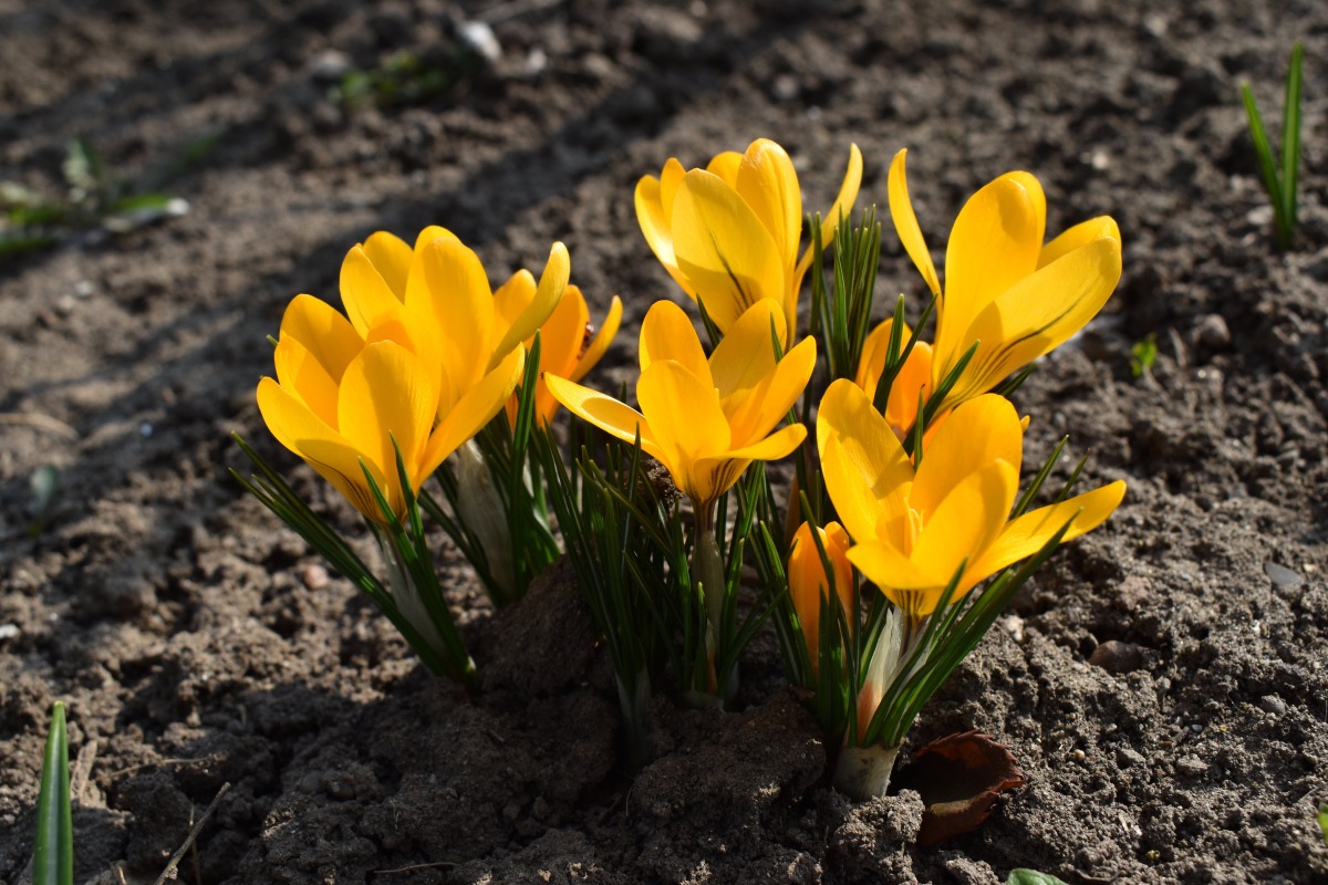 Photo — Yellow crocus flowers on gravel